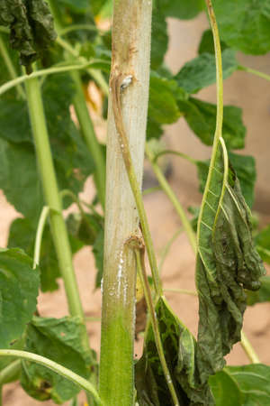 A stem of a sunflower with mold. Diseases of garden plantsの写真素材