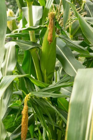 Ripe ears of corn on the stalks in the garden. Farming harvest seasonの写真素材