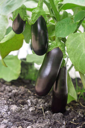 Ripe purple eggplants (Solanum melongena) on a bush in the garden. Farming harvest seasonの写真素材