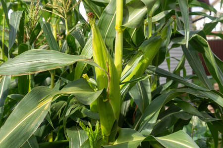 Ripe ears of corn on the stalks in the garden. Farming harvest seasonの写真素材