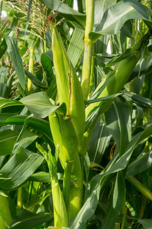 Ripe ears of corn on the stalks in the garden. Farming harvest seasonの写真素材