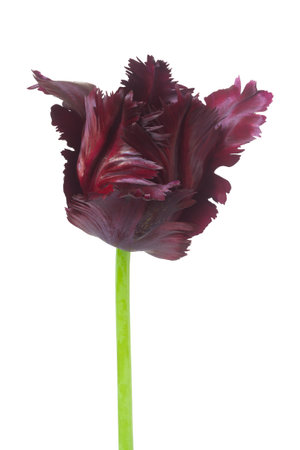 Dark burgundy tulip isolated on white. Beautiful spring flowerの写真素材