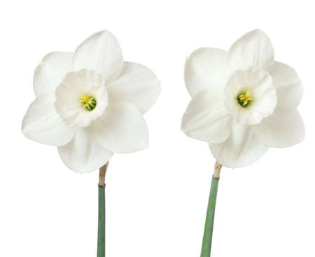 Two white daffodils isolated on white. Beautiful spring flowersの写真素材