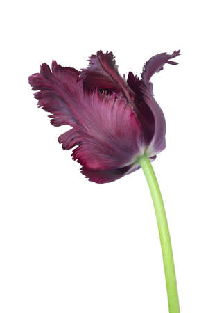 Dark burgundy tulip isolated on white. Beautiful spring flowerの写真素材