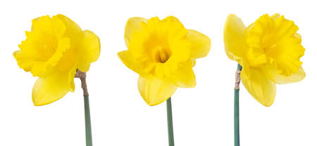 Three yellow daffodils isolated on white. Delicate spring flowersの写真素材