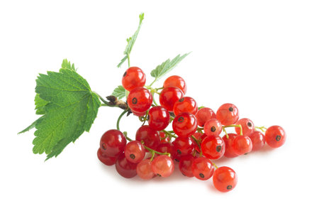 Bunch of red currant (Ribes rubrum) isolated on whiteの写真素材