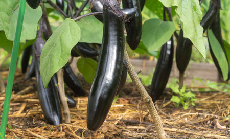 Ripe purple eggplants (Solanum melongena) on a bush in the garden. Farming season harvest. background with copyspaceの写真素材