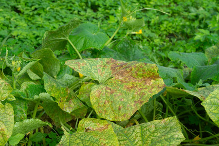 Severe damage to cucumber foliage in open groundの写真素材