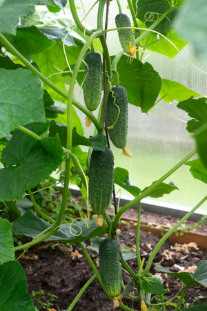 Cucumber bush with fruits in a greenhouseの写真素材