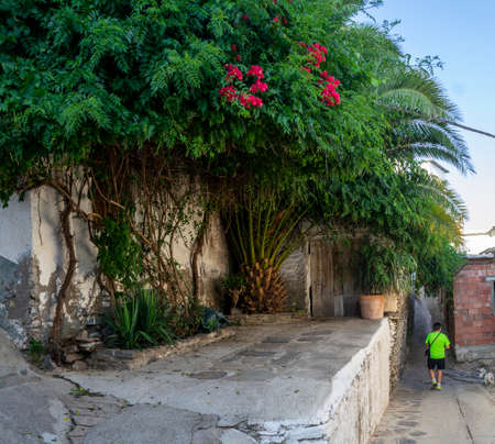 back entrance of Alpujarra house covered with abundant vegetation with vines and a small palm tree stuck to the wallの写真素材