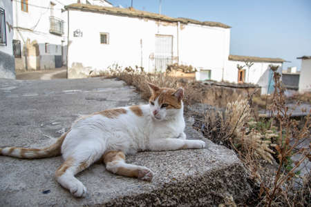 white and orange cat lying on the sidewalk of a town in the Alpujarra next to yellow grasses in shades of orange and white houses illuminated by the sun in the backgroundの写真素材