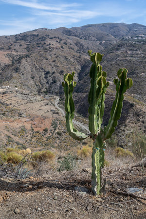 cactus and mountains in the backgroundの写真素材