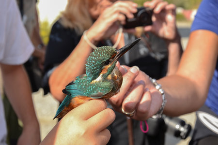 Kingfisher bird held for bandingの写真素材