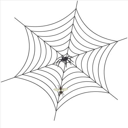 spider in the web hunts for a flyのイラスト素材