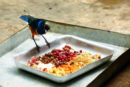 rare birdsの写真素材