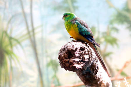 rare birdsの写真素材