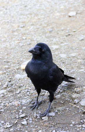 Black Mariaの写真素材