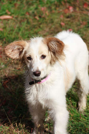 Beautiful puppy の写真素材