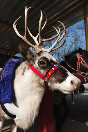 reindeer, maschrist, winterの写真素材