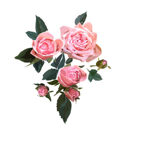 Floral design illustration. Garden flower pink rose isolated on white background.のイラスト素材