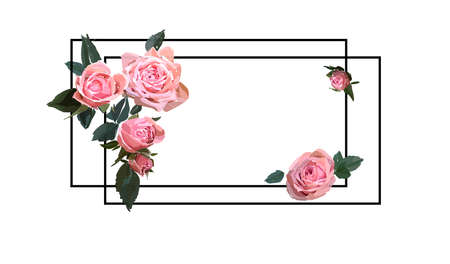 Floral design illustration. Garden flower pink rose isolated on white background.のイラスト素材