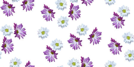 Garden daisy seamless pattern on white background. Botanical illustration hand drawn. Vector floral design for fashion prints, scrapbook, wrapping paper.のイラスト素材