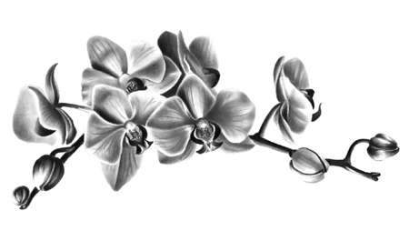 Hand drawn orchid flowers. Black and white illustration.の写真素材