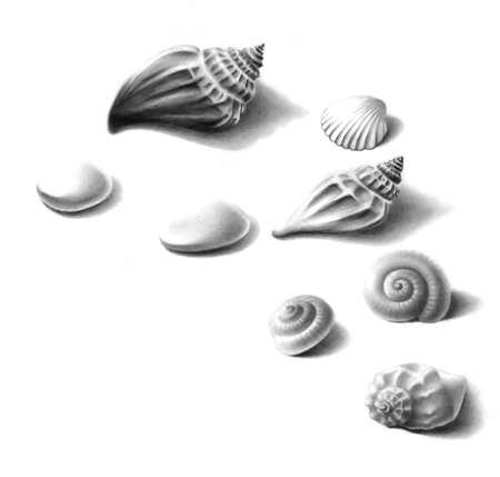Set of various seashells and stones with soft aquarelle effect. Hand drawn pencil illustration on white background with shadows.の写真素材