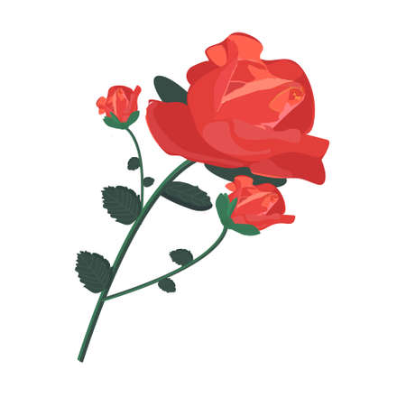 Three beautiful tea roses for any designのイラスト素材