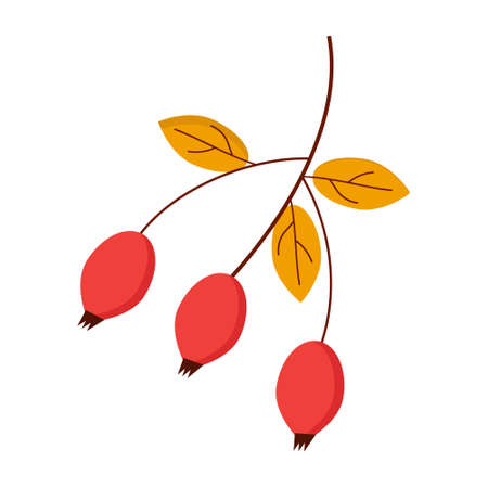 Red rosehip with leaves on a white background for use in web design or as a printのイラスト素材