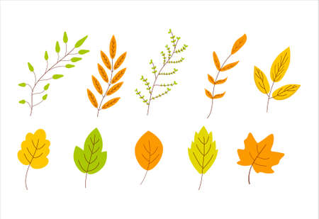 Set of autumn leaves on a white background for use in clip art or web designのイラスト素材