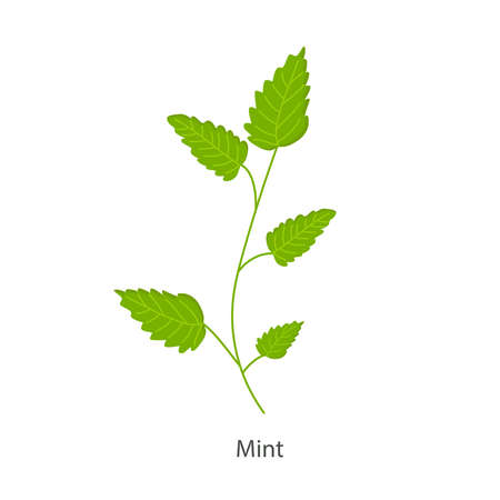 Mint plant on a white background for use in web design or clipartのイラスト素材
