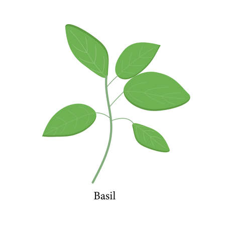 Basil plant on a white background for use in the design of a clipart or webのイラスト素材