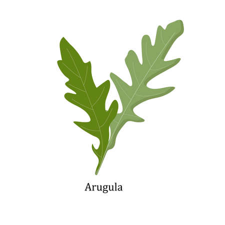 Arugula with an inscription on a white background for use in web design or clipartのイラスト素材