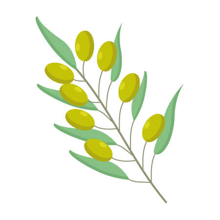 A sprig with green olives for the design of a clipart or webのイラスト素材