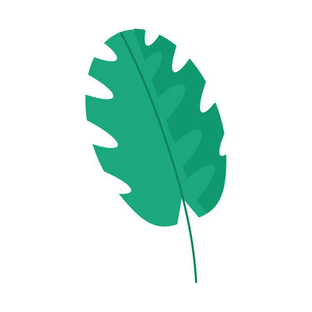 A wide palm branch on a white photo for web designのイラスト素材