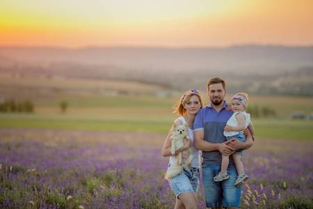 Little girls with dog and falily playing in lavender field.の写真素材