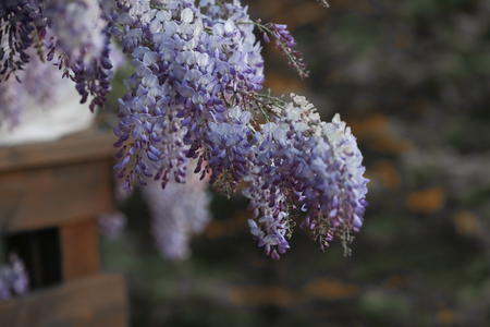 Blooming wisteria trees in the garden at spring.の写真素材