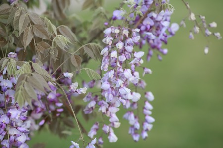 Blooming wisteria trees in the garden at spring.の写真素材