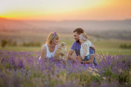 Little girls with dog and falily playing in lavender field.の写真素材