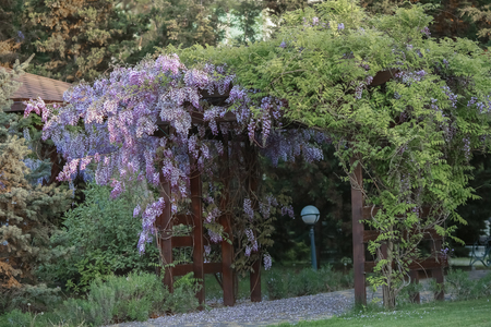 Blooming wisteria trees in the garden at spring.の写真素材