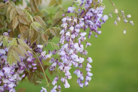 Lilac flowers in spring garden in bloom.の写真素材