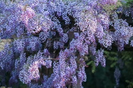 Lilac flowers in spring garden in bloom.の写真素材
