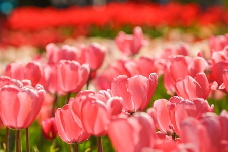 Spring season tulip in a beautiful meadow. Nature background. Happy spring dayの写真素材