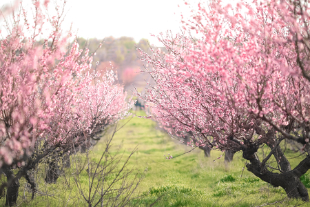 Alley of red fruit trees in blossom.の写真素材