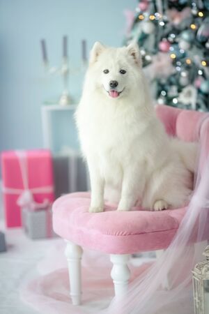 Purebred white fluffy dog sitting and posing on a chairの写真素材