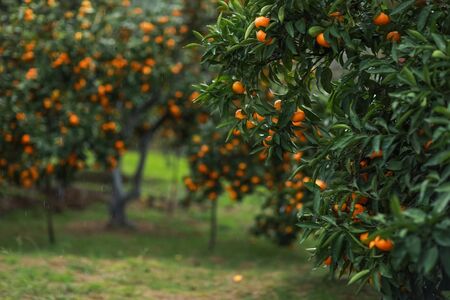 Garden with tangerine trees during harvest in the period before harvestの写真素材