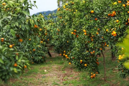 Mandarin trees close up with ripe harvest in the period before harvestの写真素材