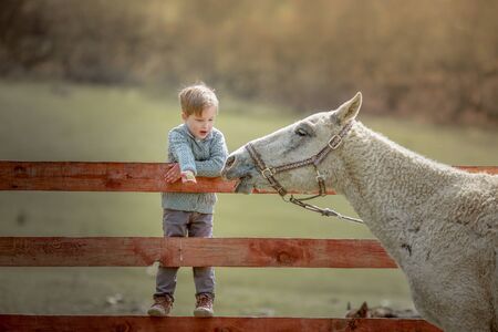 A child a school age boy on a ranch sits on a wooden fence and feeds a pony.