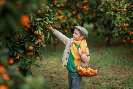 A boy in a garden with fruit trees in a hat and a yellow scarf on his chest.の写真素材